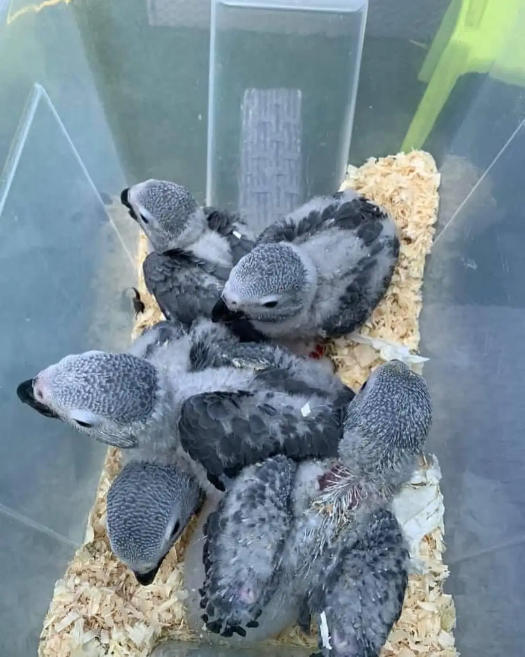 Intelligent African Grey parrot