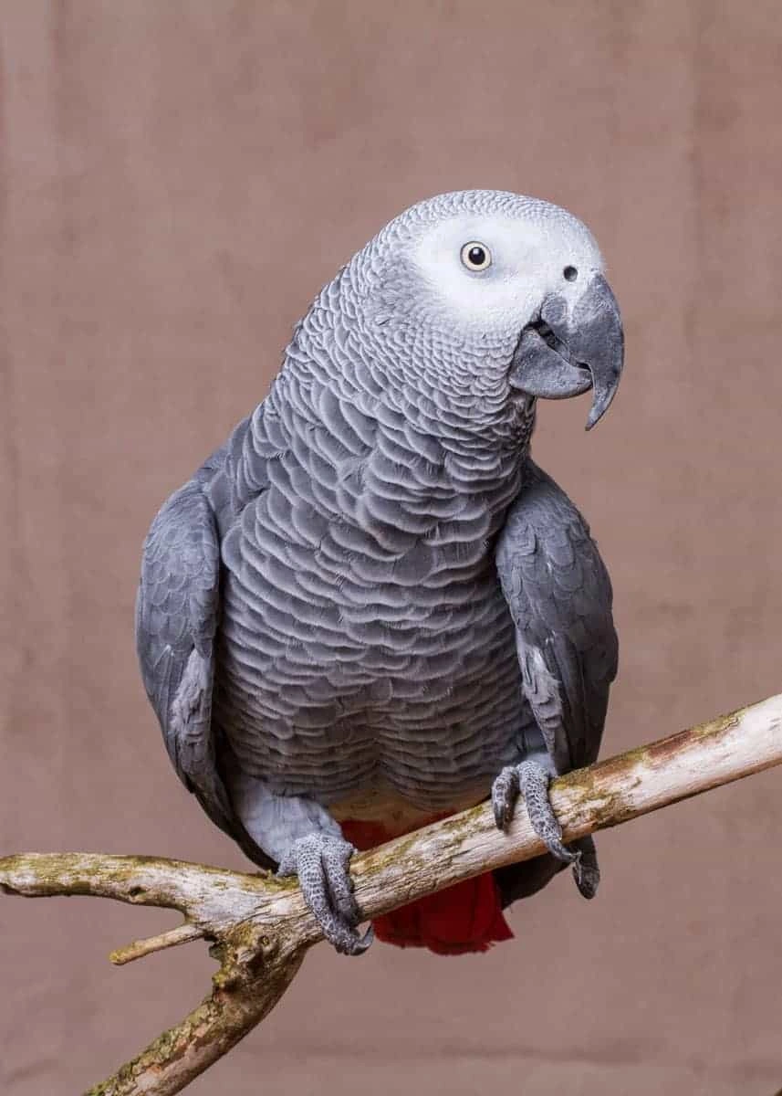 African Grey Timneh
