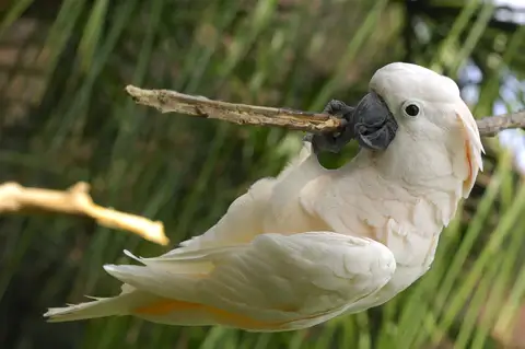 Cockatoo Care Tips