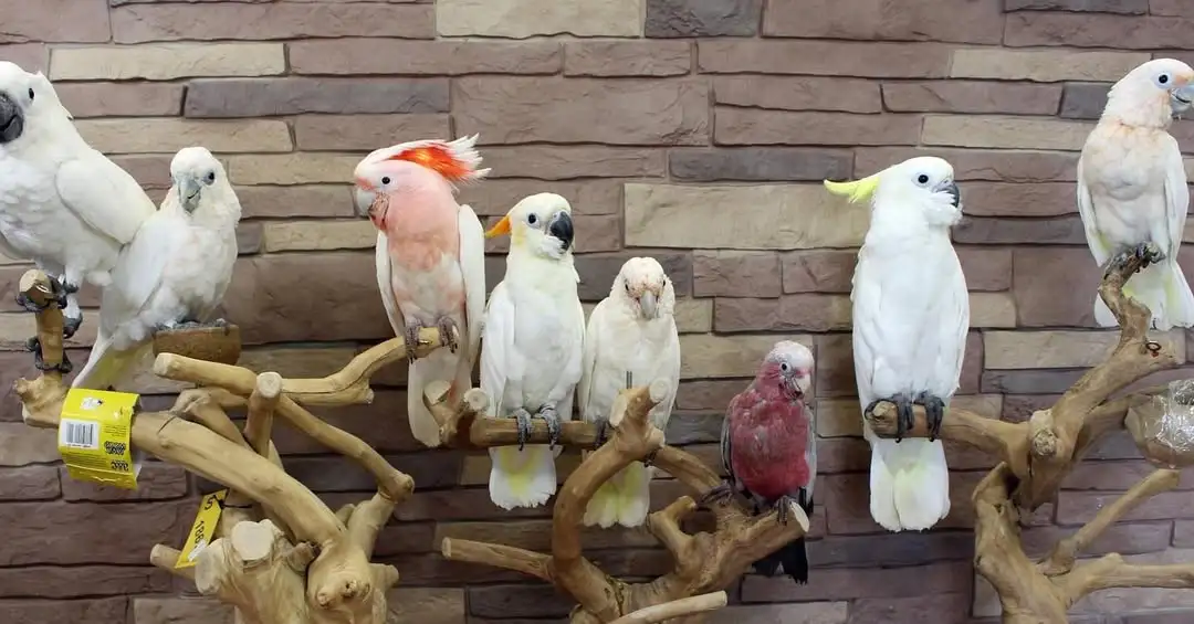Beautiful white Cockatoo with crest raised
