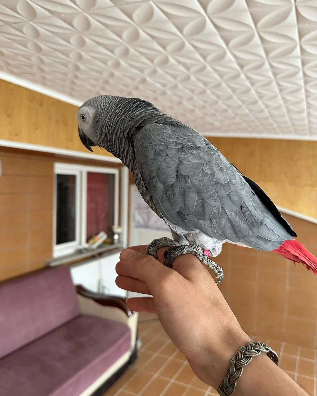 African Grey Congo - Intelligent Talker