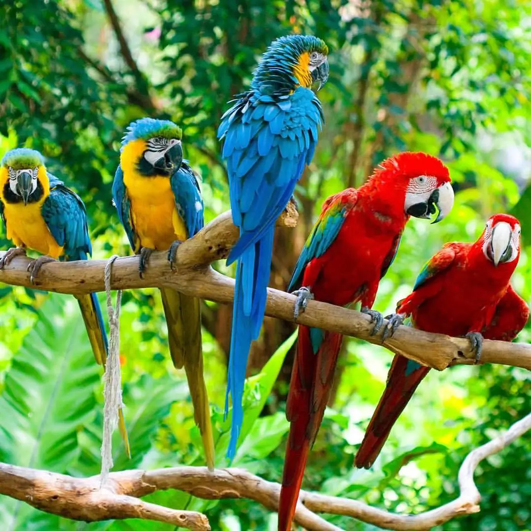 Beautiful Macaw, African Grey and Cockatoo parrots