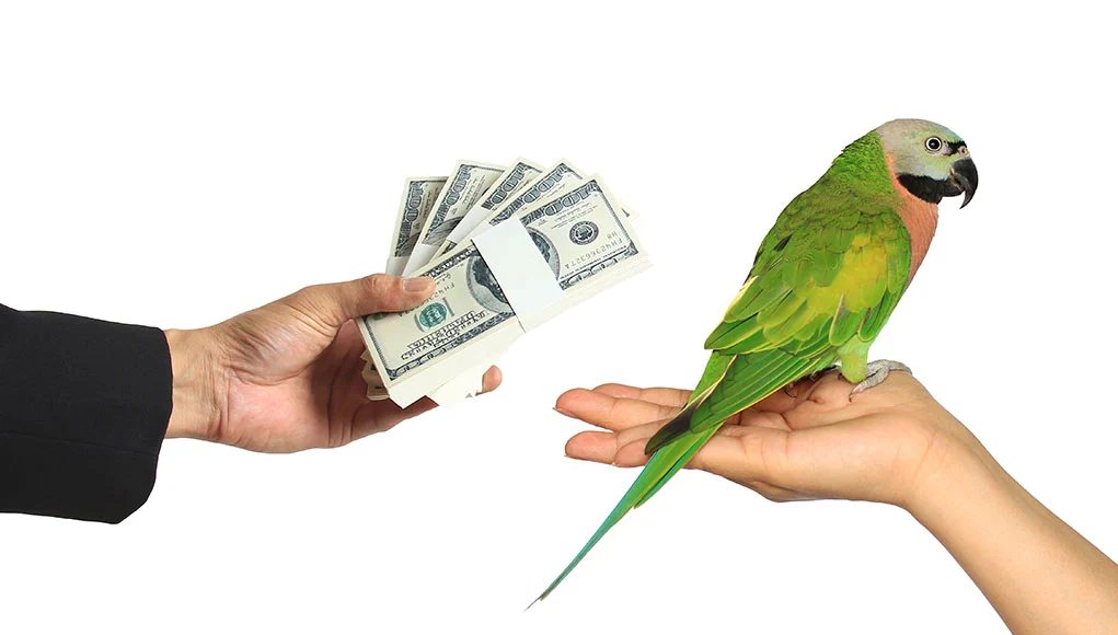 Parrot cost calculator