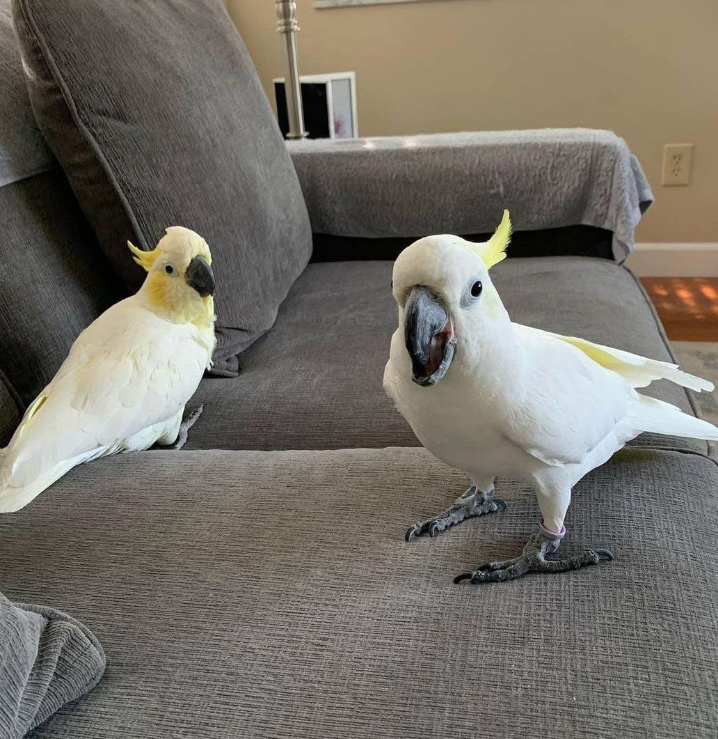 Blue and Gold Macaw - Hand Raised