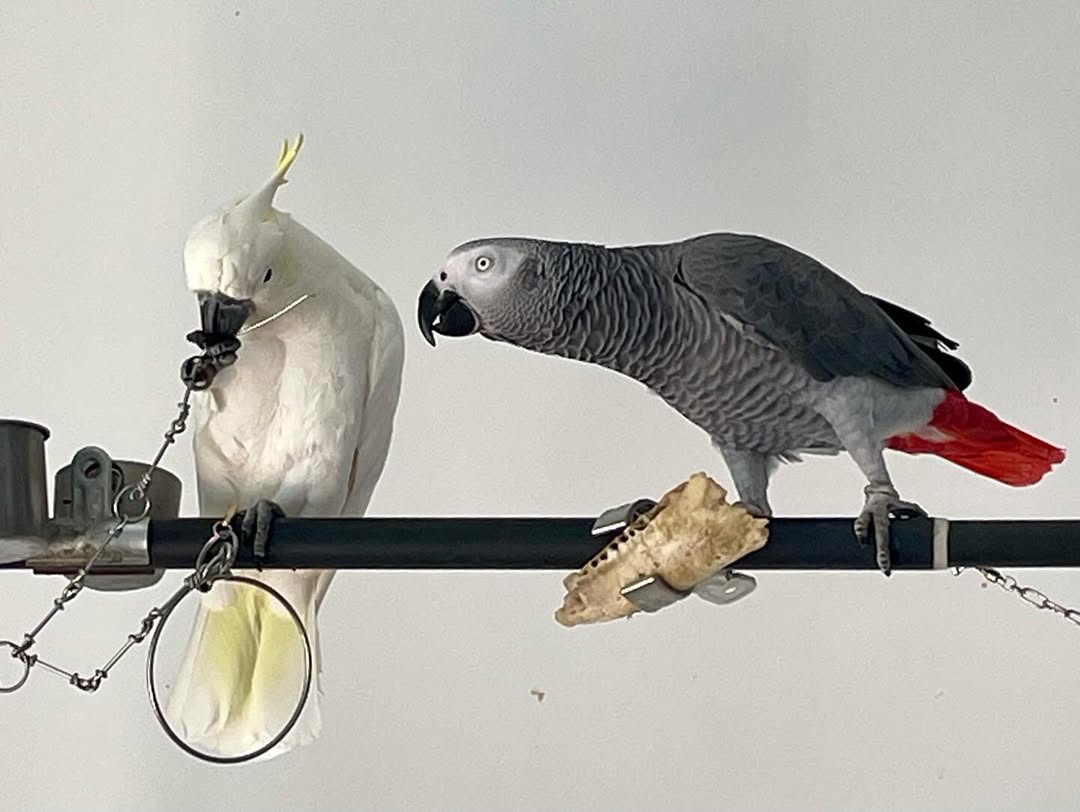 Umbrella Cockatoo - Affectionate Friend
