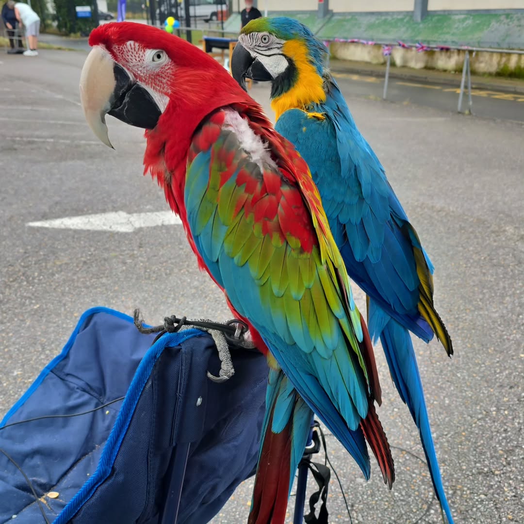 Scarlet Macaw - Vibrant Companion